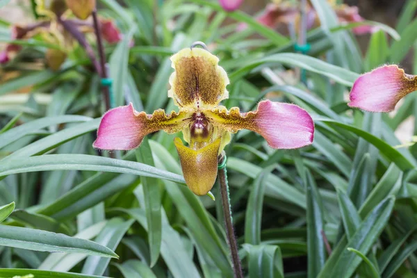 Дамская орхидея с тапочками. Paphiopedilum Callosum — стоковое фото