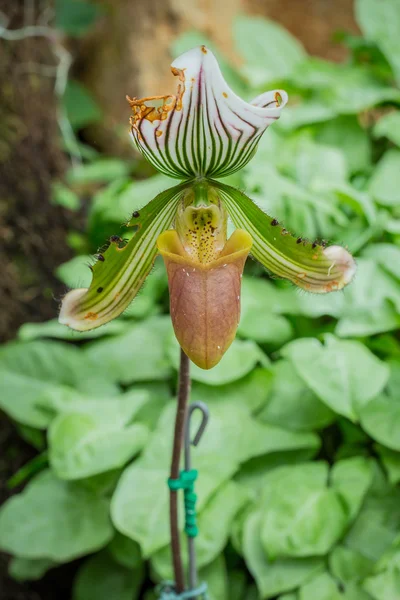 Lady's slipper orchid. Paphiopedilum Callosum