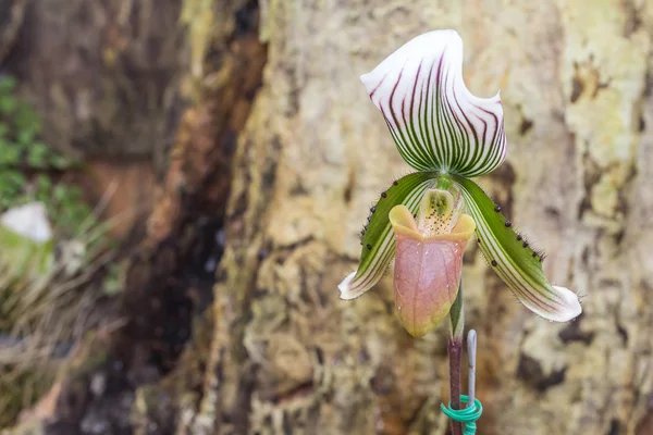 Lady's slipper orchid. Paphiopedilum Callosum — Stock Photo, Image
