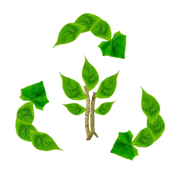 Ανακύκλωσης φύλλα που απομονώνονται σε λευκό φόντο, διατήρηση πρωτότ — Φωτογραφία Αρχείου