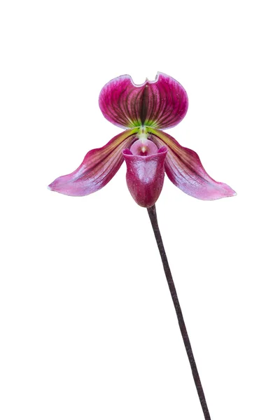 Orchidea scarpetta della signora. Paphiopedilum Callosum . — Foto Stock