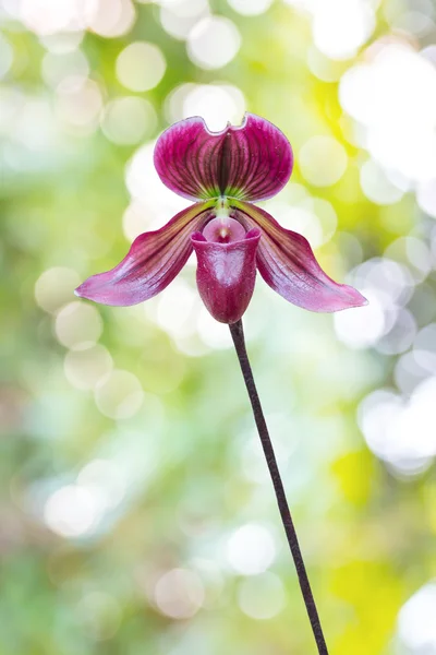 Дамская орхидея с тапочками. Paphiopedilum Callosum . — стоковое фото