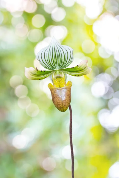 Frauenschuh Orchidee. Paphiopedilum callosum. — Stockfoto