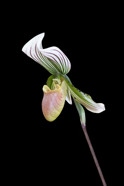 Дамская орхидея с тапочками. Paphiopedilum Callosum . — стоковое фото