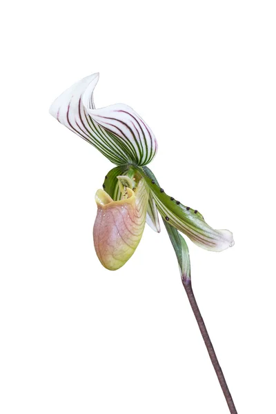 Guckusko orchid. Paphiopedilum callosum. — Stockfoto