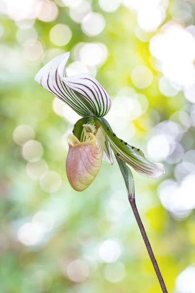 Дамская орхидея с тапочками. Paphiopedilum Callosum . — стоковое фото