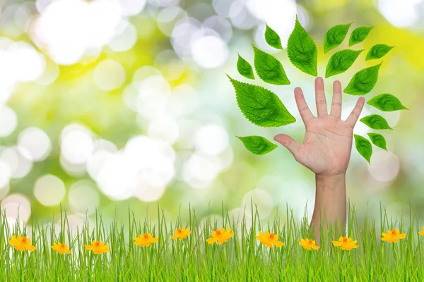 Mano formando un árbol con hojas —  Fotos de Stock