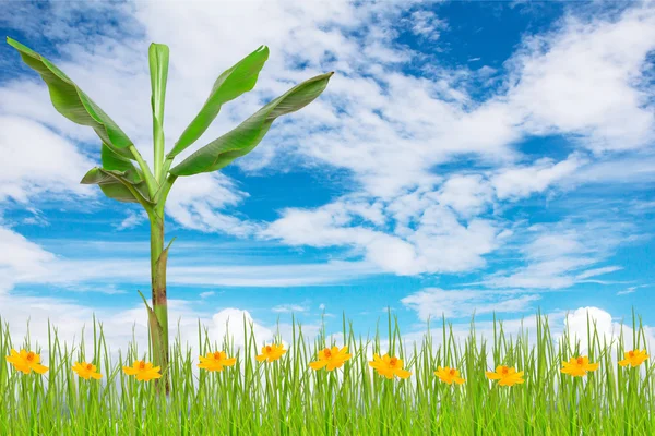 Albero di banane — Foto Stock