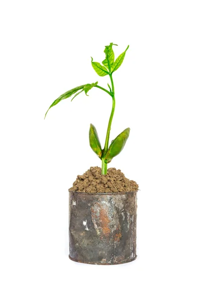 Planta verde em latas enferrujadas — Fotografia de Stock