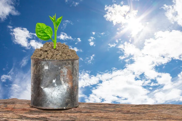 Planta verde em latas enferrujadas — Fotografia de Stock