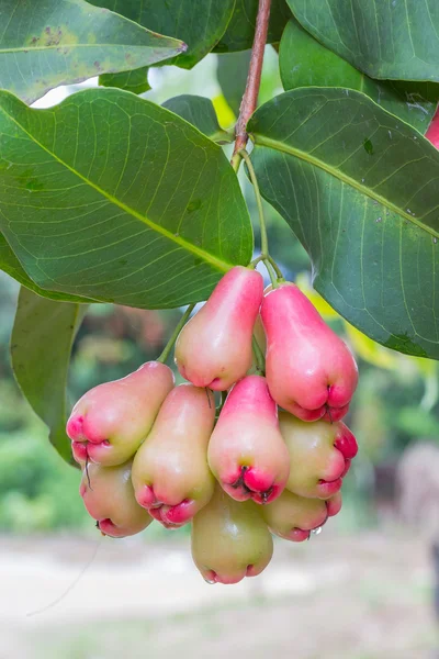 泰国果园里树上的玫瑰苹果 — 图库照片