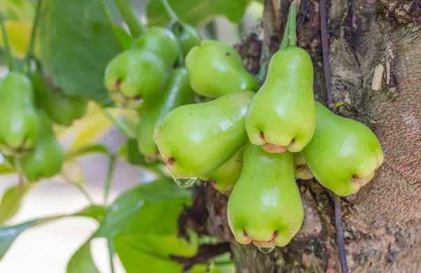 Rose apples or green chomphu on tree in orchard,Thailand — Stock Photo, Image