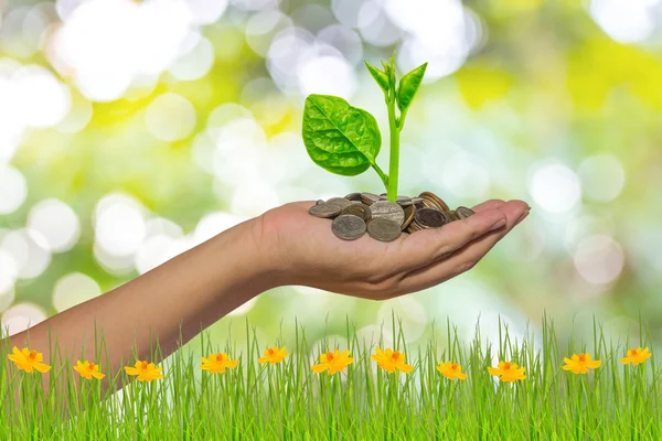 Hand hält Baum, der auf Goldmünzen wächst - Geld sparen — Stockfoto