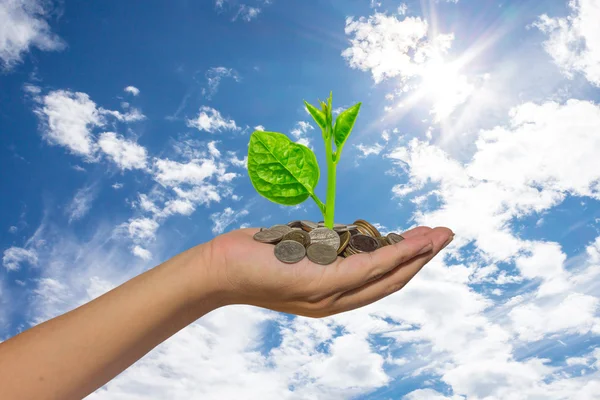 Hand hält Baum, der auf Goldmünzen wächst - Geld sparen — Stockfoto