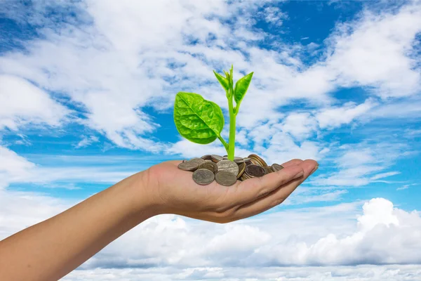 Hand met boom groeien op gouden munten - geld te besparen — Stockfoto