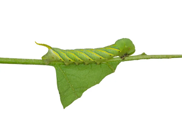 Grön larv på en gren — Stockfoto