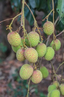 lychee bitki üzerinde demet