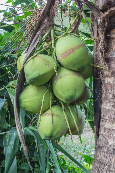 绿树上的椰子 — 图库照片