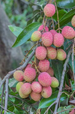 lychee bitki üzerinde demet