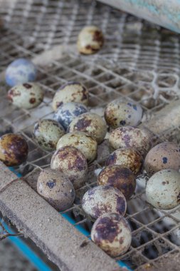 Saman yuvasında bıldırcın yumurtası.