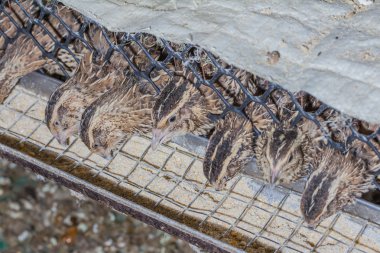 kahverengi, gri bıldırcınlar bir çiftlikte bir kafeste