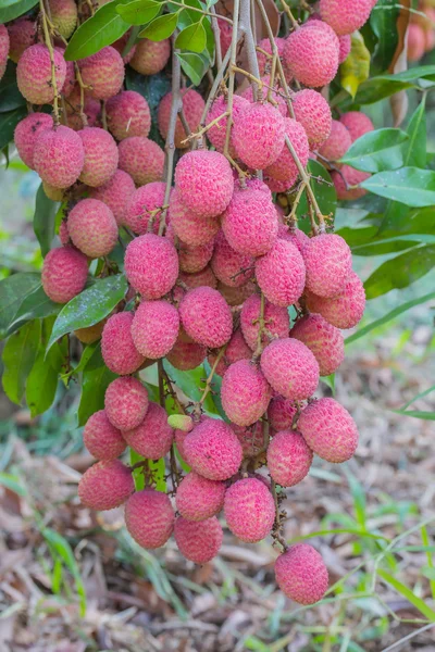 Ramo de Lychee en la planta — Foto de Stock