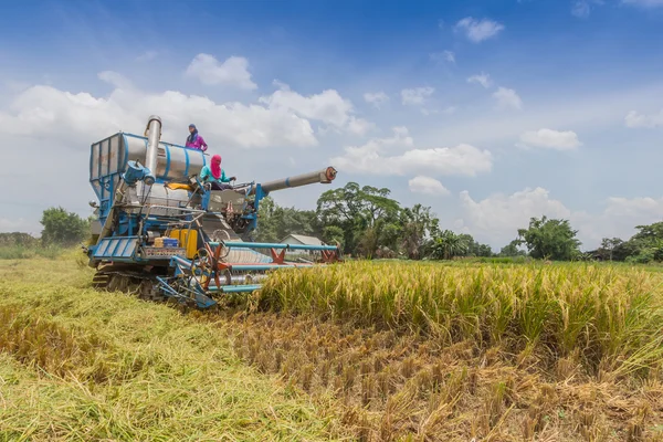 Thailändische Bauern verwenden. Die Ernte wird auf einem Reisfeld in einem — Stockfoto