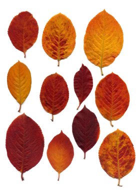 Sonbahar Yaprakları