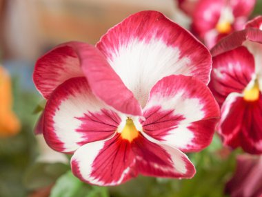 Pansy viola flower clipart