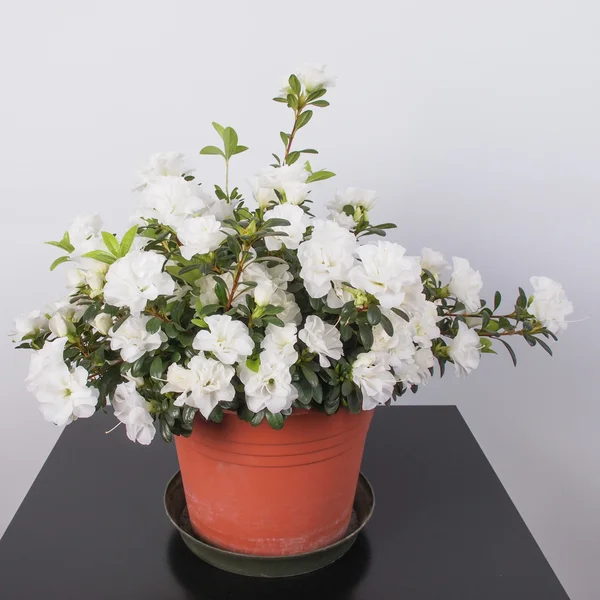 Vit azalea blomm — Stockfoto
