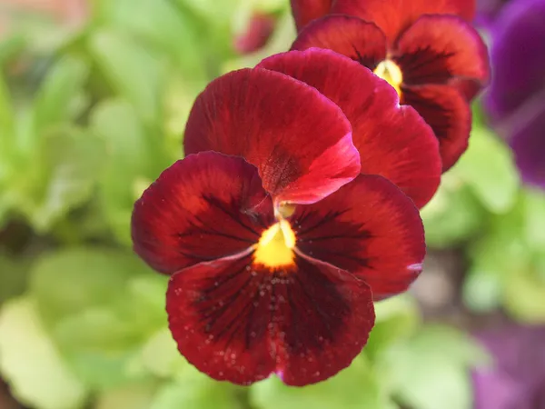 Pansy fleur d'alto — Photo