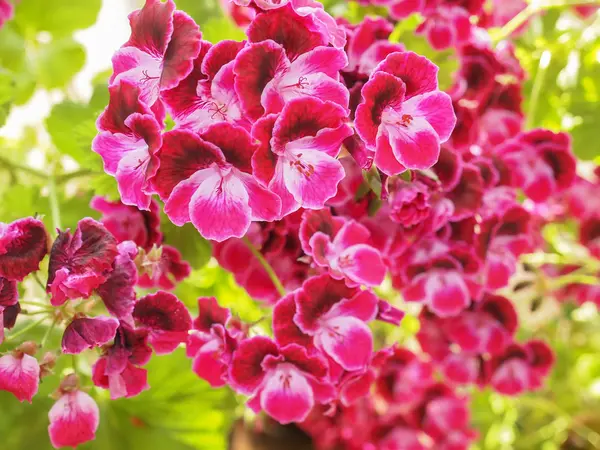 Geranium flower — Stock Photo, Image