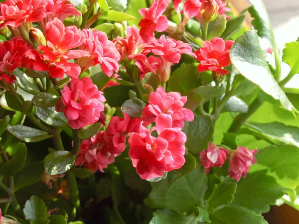 Kalanchoe flower — Stock Photo, Image