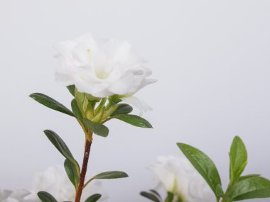 Beyaz açelya çiçek