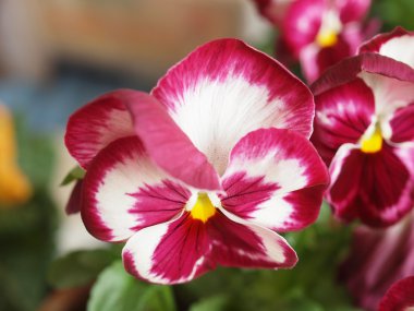Homo viola çiçek