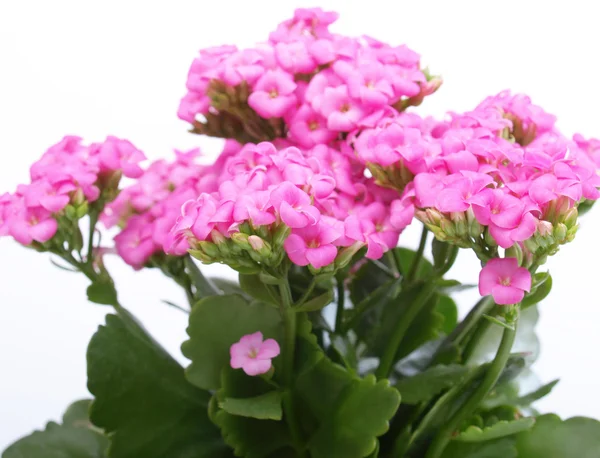 セイロンベンケイソウの花 — ストック写真