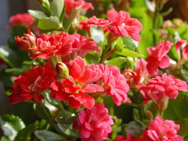 Flor de kalanchoe — Fotografia de Stock