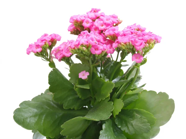 Цветок Каланхо — стоковое фото