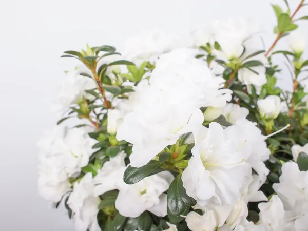 Άσπρη αζαλέα λουλούδι — Φωτογραφία Αρχείου