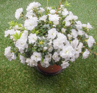 Beyaz açelya çiçek