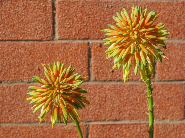 Aloe flower — Stock Photo, Image