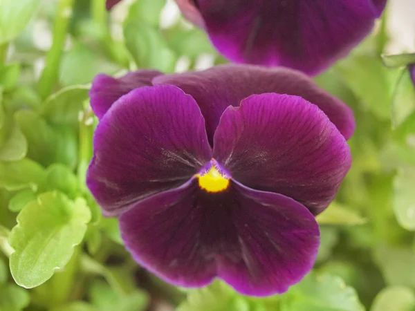 Árvácska viola virág — Stock Fotó