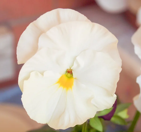 Flor de viola pantanosa — Fotografia de Stock