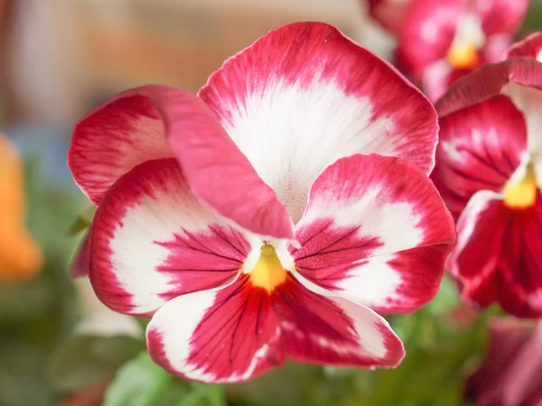 Цветок виолы Панси — стоковое фото