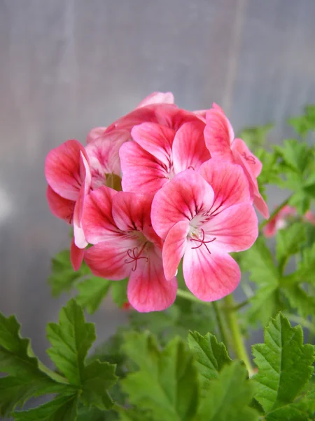 Pelargonia — Zdjęcie stockowe