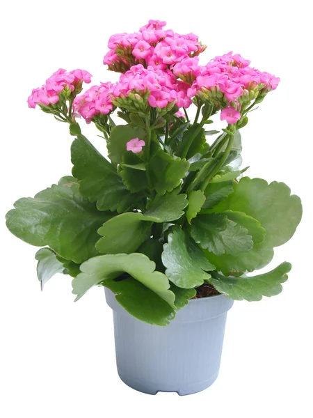 Kalanchoe flower Royalty Free Stock Images