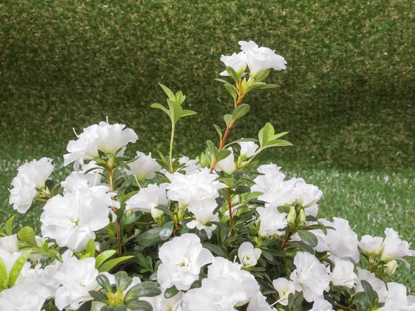 Белый цветок азалии — стоковое фото