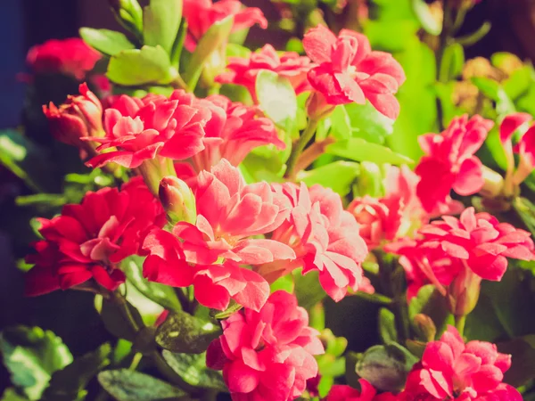 Retro görünüm aranjmani çiçek — Stok fotoğraf