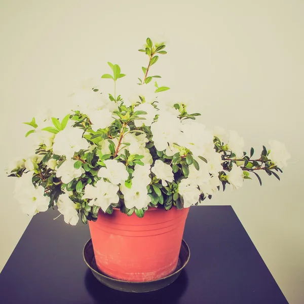 Retro look White Azalea flower — Stock Photo, Image