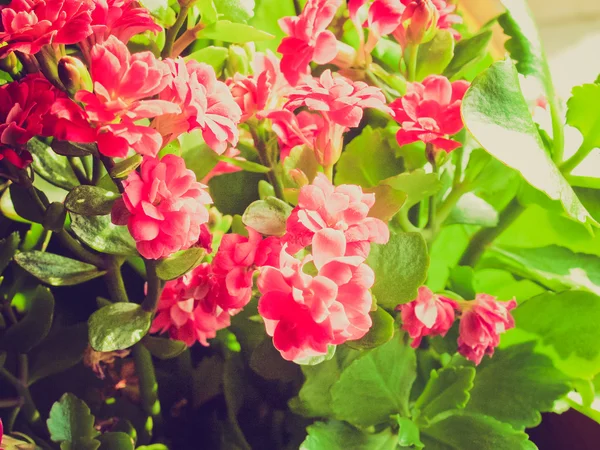 Retro görünüm aranjmani çiçek — Stok fotoğraf
